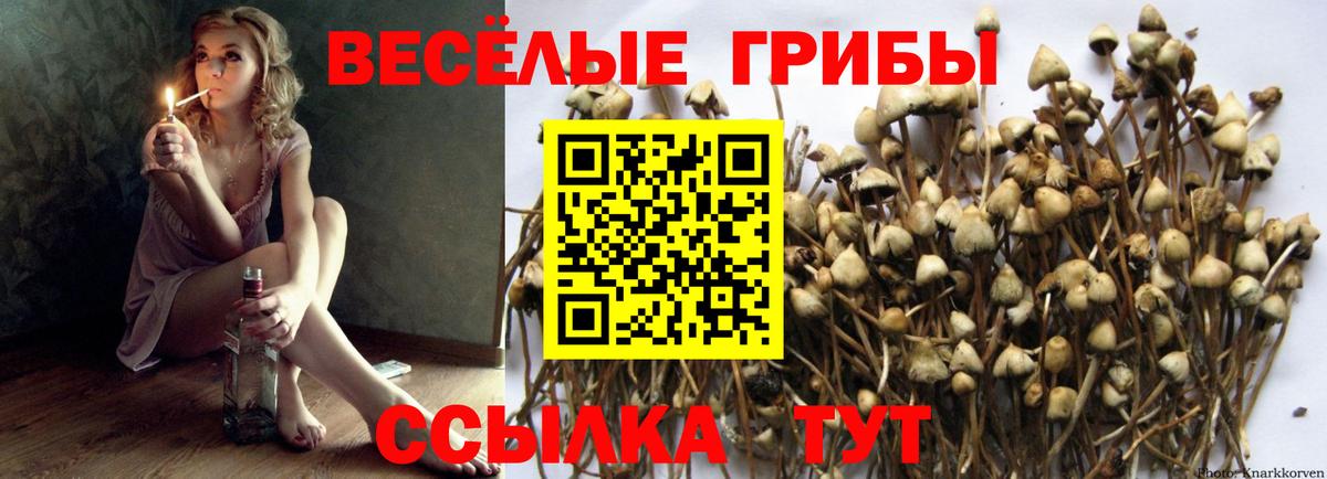 Кинель  Галлюциногенные грибы Psilocybe  Вход с VPN 